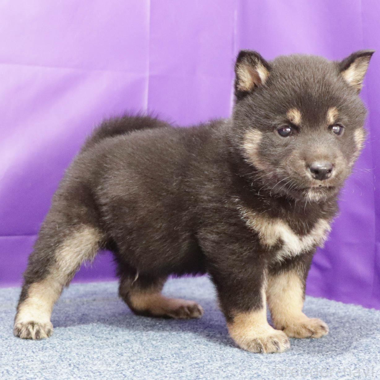販売中の愛知県の柴犬-387910の3枚目